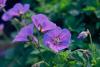 Geranium - Cranesbill (PPH) Geranium - Cranesbill (PPH)
