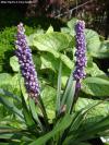 Liriope muscari - border grass, lily-turf Liriope muscari - border grass, lily-turf