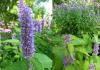 Agastache foeniculum - Blue Giant Hyssop Agastache foeniculum - Blue Giant Hyssop