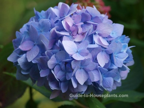 hydrangea care, growing hydrangeas, mophead hydrangea, blue hydrangea