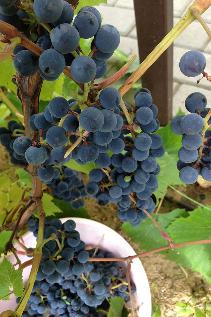 Выращивание винограда в Подмосковье, урожай ягод подмосковного винограда, виноград сорта "Альфа", виноград у арки