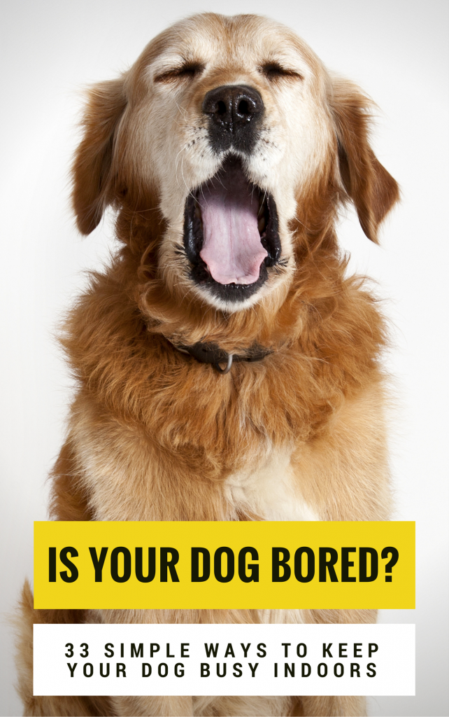Is your dog bored? 33 ways to keep your dog busy indoors.