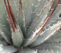 Agave utahensis is an uncommon plant, native to the east of the Mojave Desert 