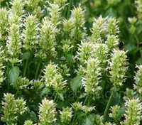 ‘Asturo White’ feature scented white flowers with fresh lime green spikes that stand out from all other agastaches. 