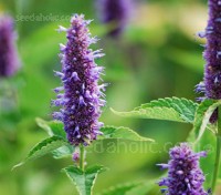 Agastache 