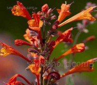 Agastache ‘Tango’ was bred specifically to tolerate wet or humid summers better than other cultivars.