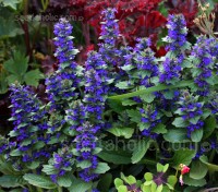 With deep true gentian blue flower spikes Ajuga genevensis is by far the showiest of the species.  