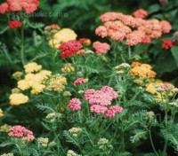 Achillea 