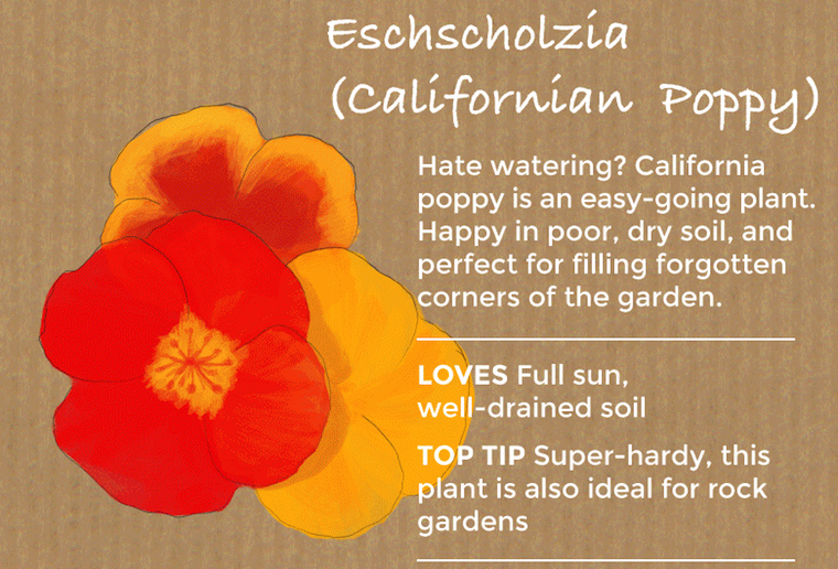 Eschscholzia Californian Poppy