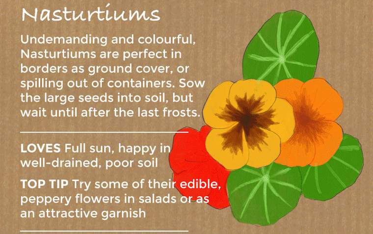 nasturtiums