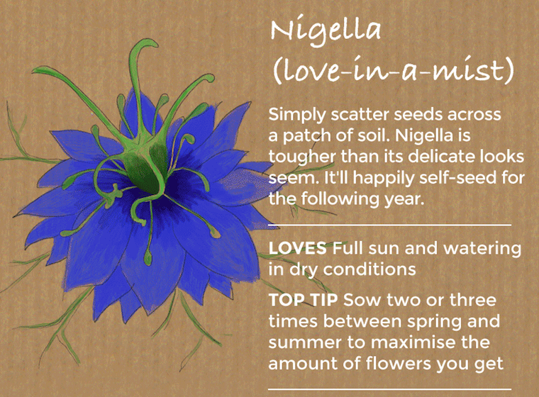 nigella love in a mist