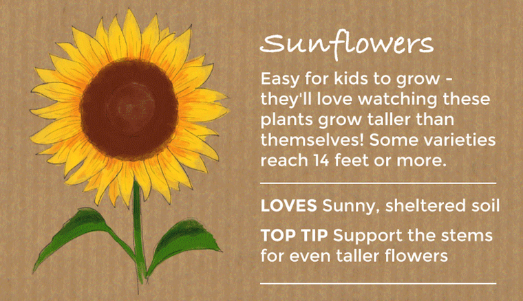 sunflowers